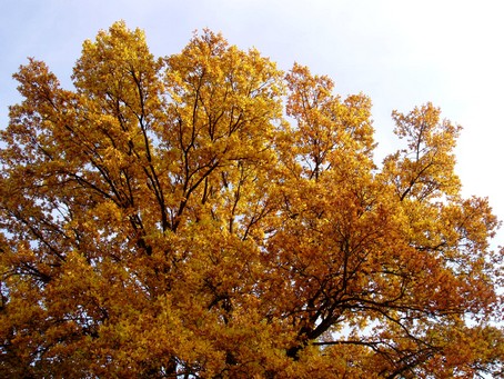 gite alsace - Vignes a l'automne